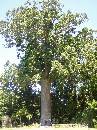NZ02-Dec-31-14-43-14 * The McKinney Kauri tree.
Parry Kauri Park.
Warkworth. * 1488 x 1984 * (774KB)